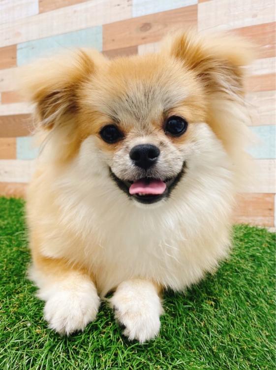 animal_image