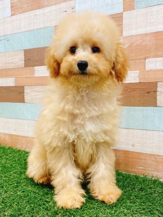 animal_image