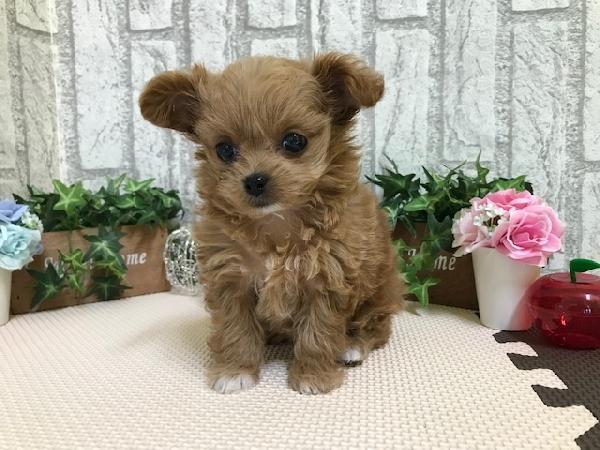 animal_image