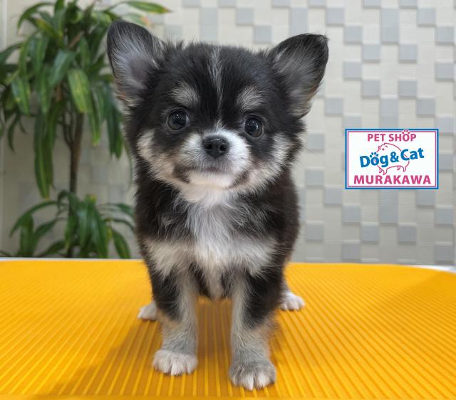 animal_image