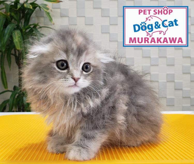 animal_image