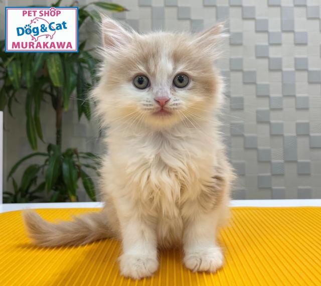 animal_image