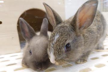 animal_image