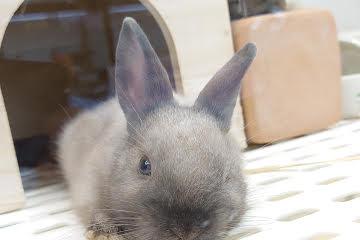 animal_image