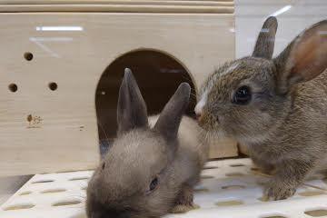 animal_image