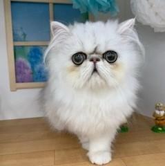 animal_image