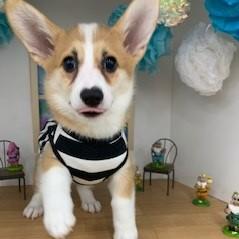 animal_image