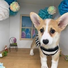 animal_image