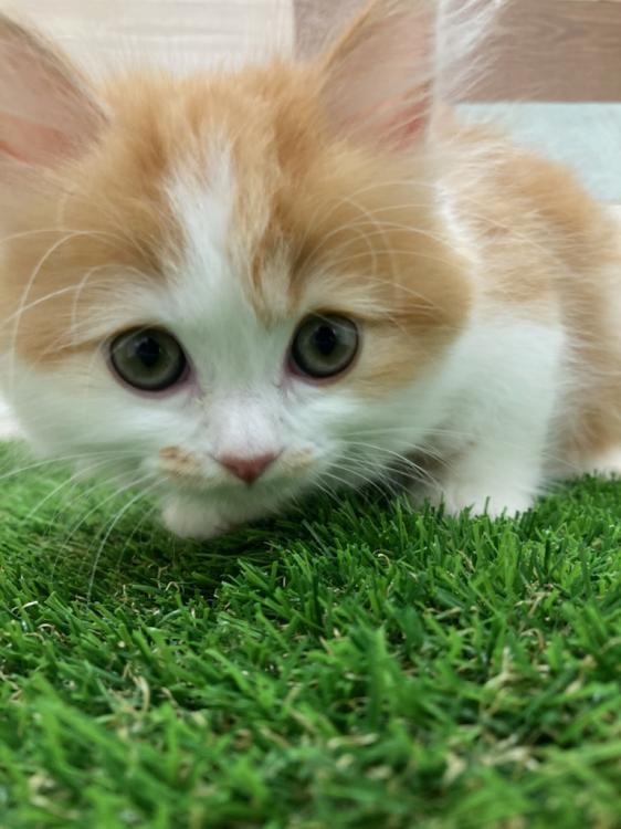 animal_image