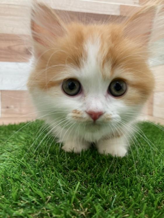 animal_image