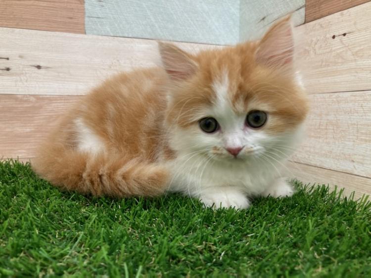 animal_image