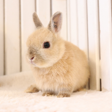 animal_image