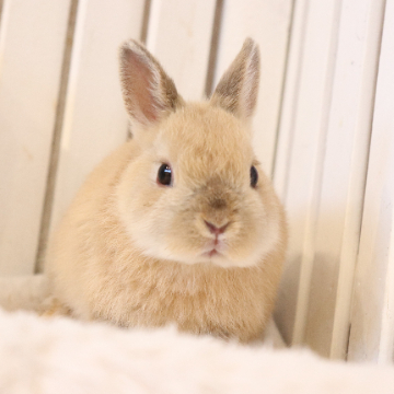 animal_image