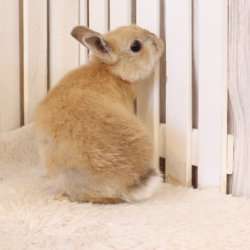 animal_image