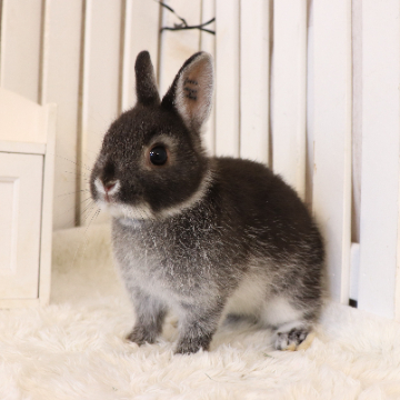 animal_image