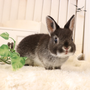 animal_image