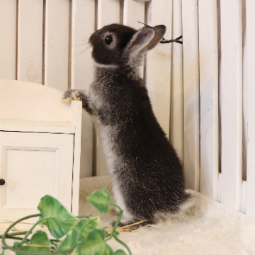 animal_image