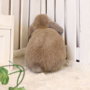 animal_image