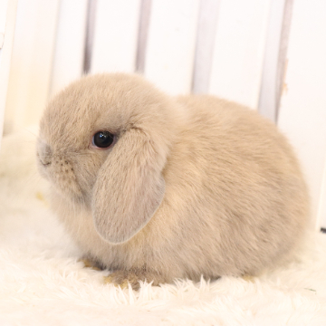 animal_image