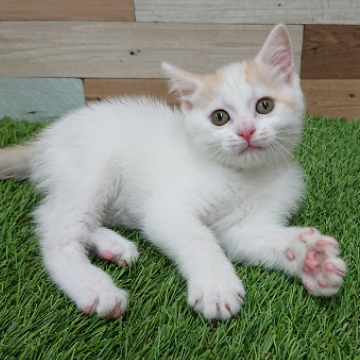 animal_image