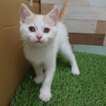 animal_image
