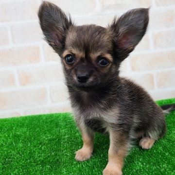 animal_image