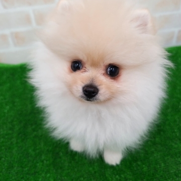 animal_image