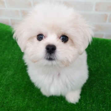 animal_image
