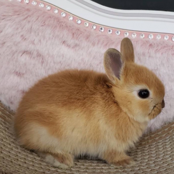 animal_image