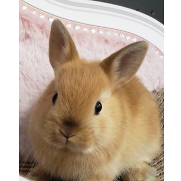animal_image