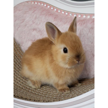 animal_image