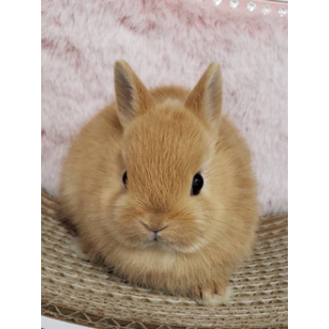 animal_image