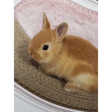 animal_image