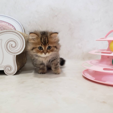 animal_image