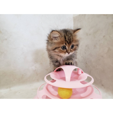 animal_image