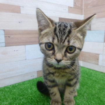 animal_image