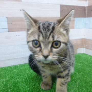 animal_image