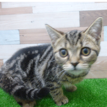 animal_image
