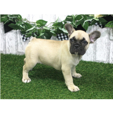 animal_image