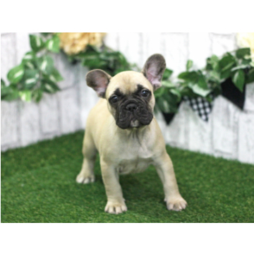 animal_image