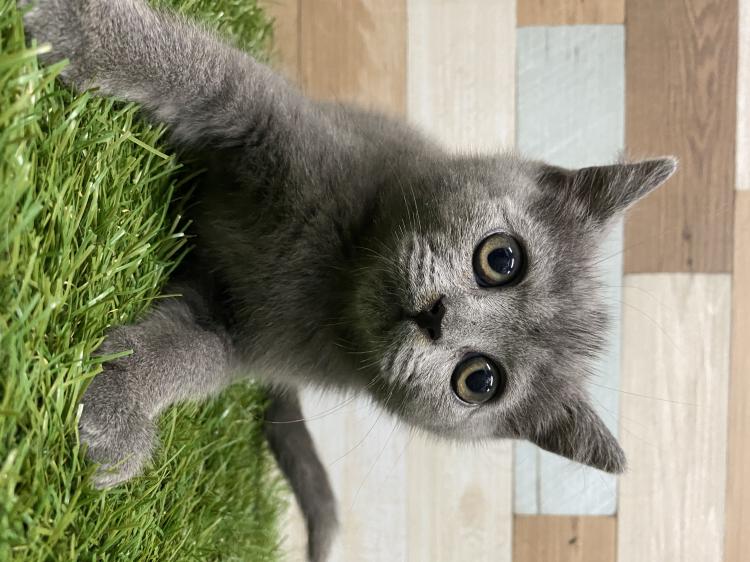 animal_image