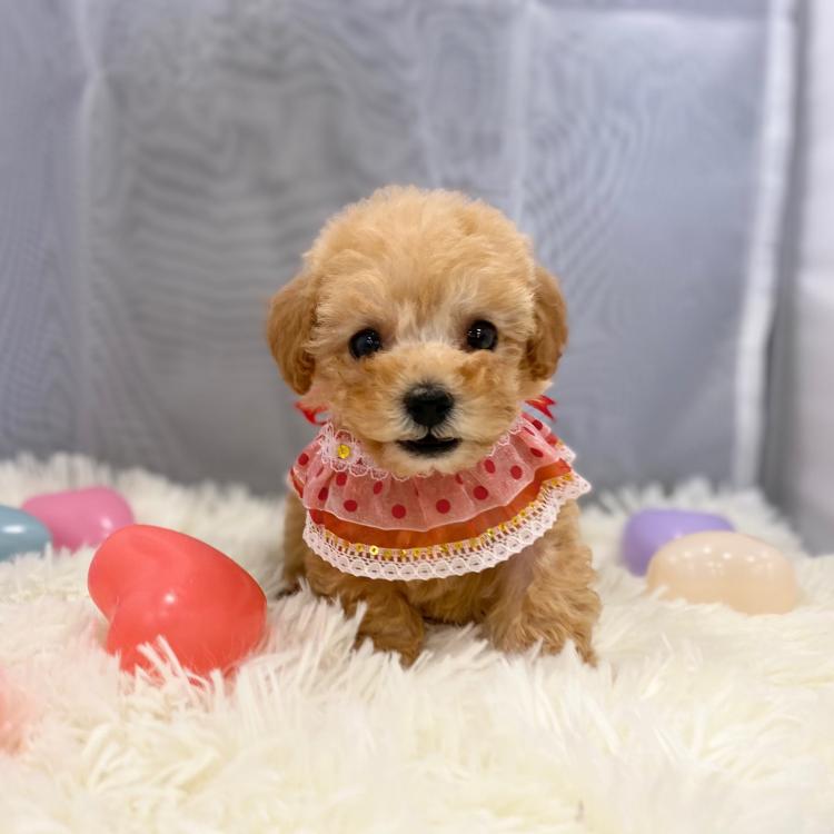animal_image