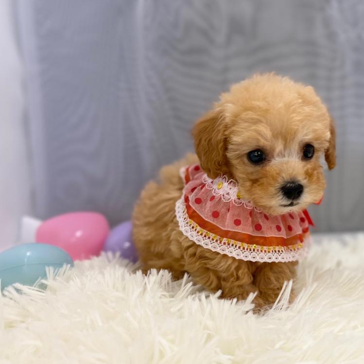 animal_image