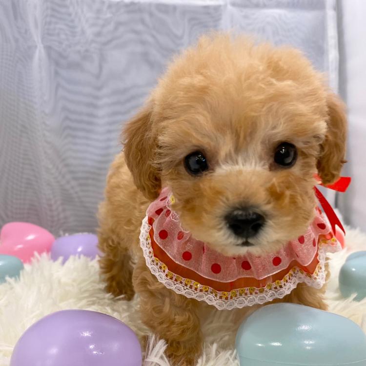 animal_image