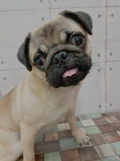 animal_image