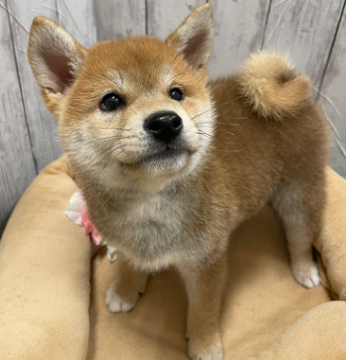 animal_image