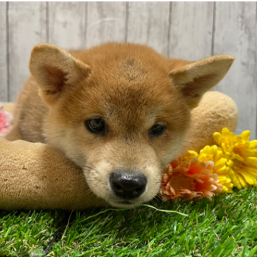 animal_image