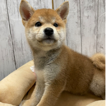 animal_image