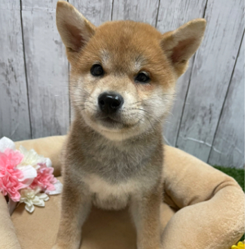 animal_image