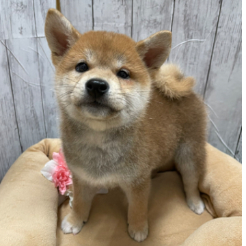 animal_image